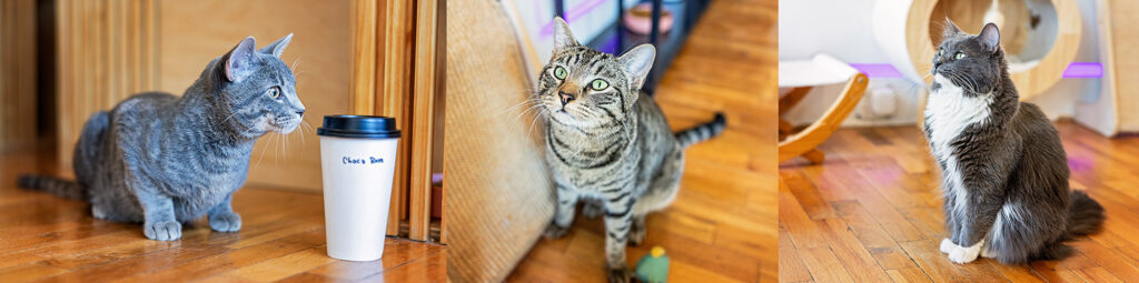 Foster cats from the Lawrence Humane Society at Espurresso Cat Cafe.
