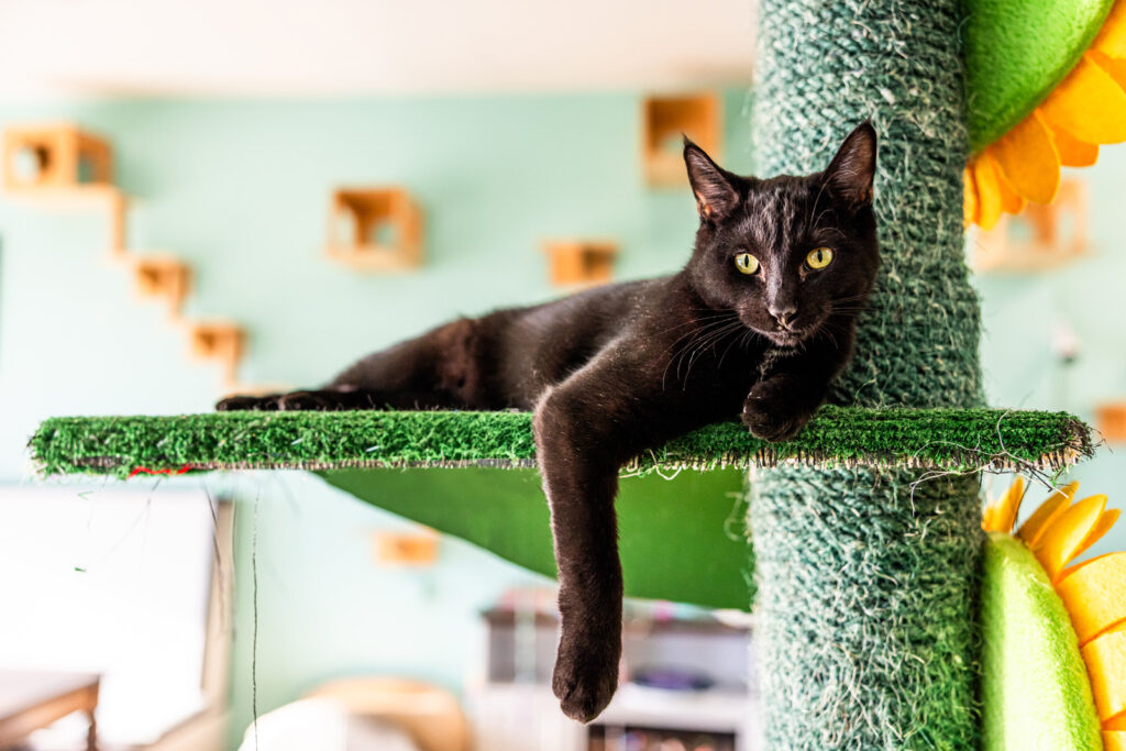 Foster cats lounging at Sunflower Pet Cat Cafe in Manhattan KS