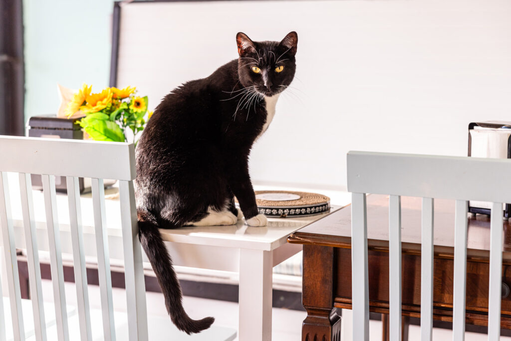 travel pet photography Little Leapling Photography Tammy Karin