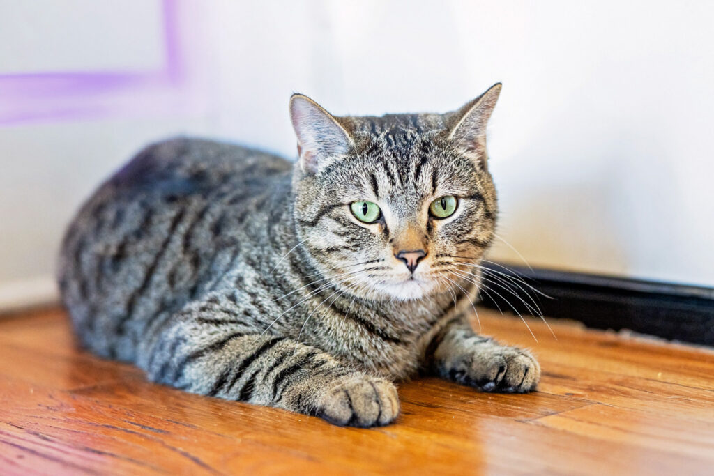 Professional Pet Portrait photography.