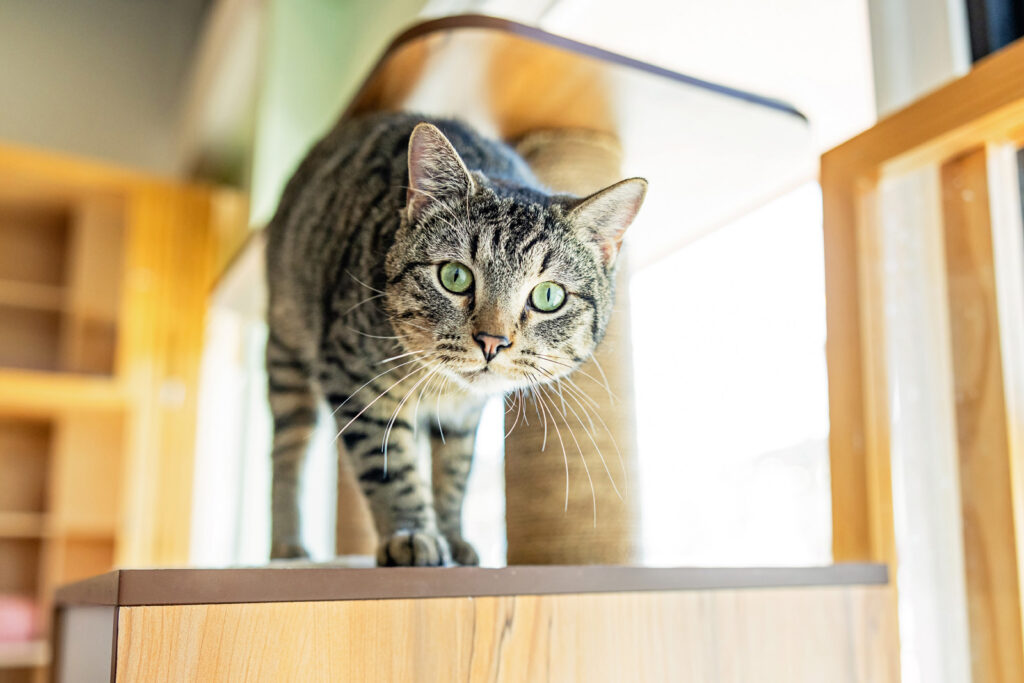 Professional pet portrait photographers in Lawrence, KS.