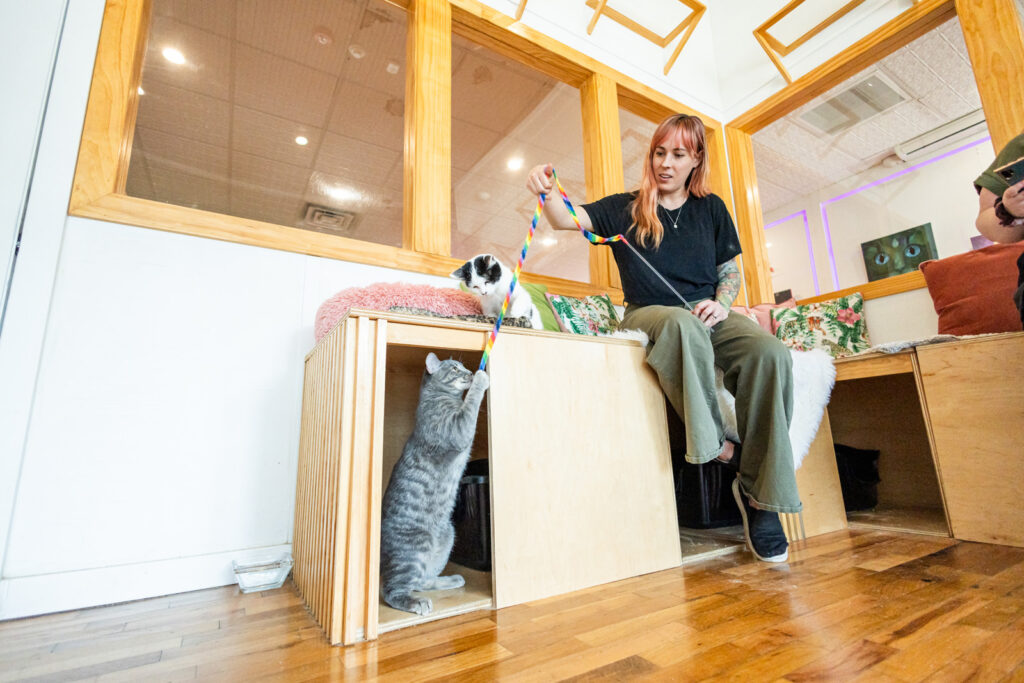 Mary Costello playing with foster cats at Espurresso.