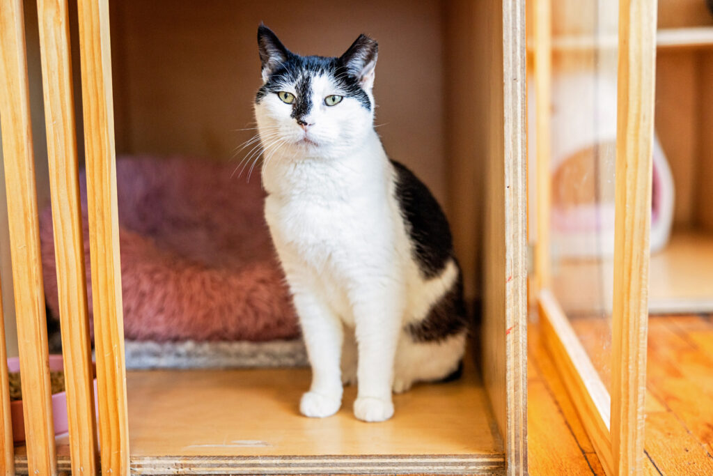 A peaceful senior cat lounging in a sunlit corner of the Purrlor at Espurresso.