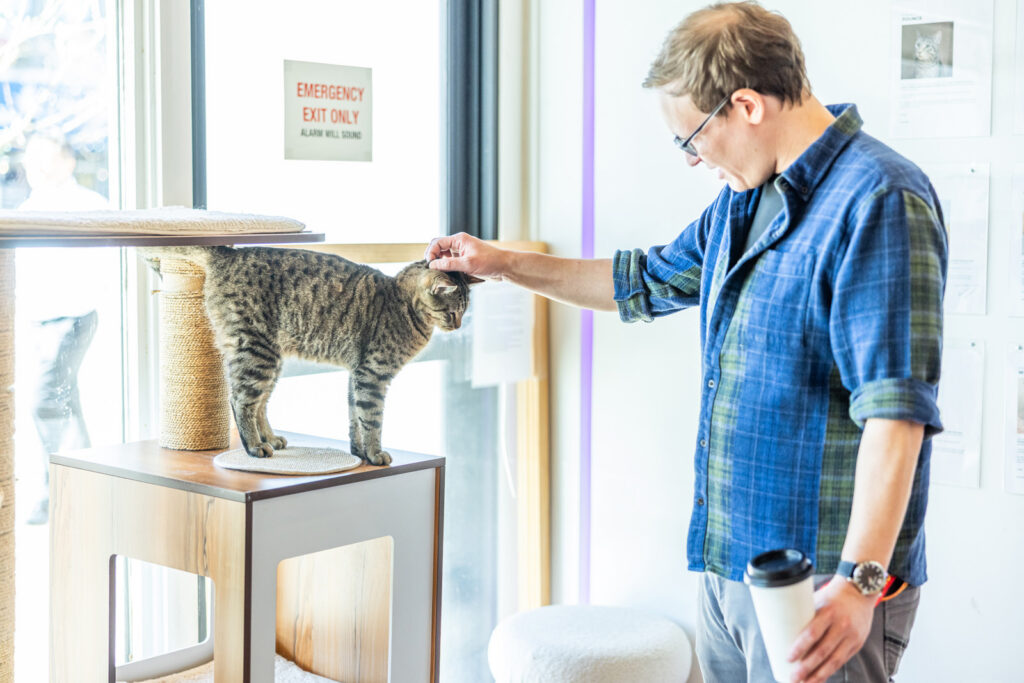 A relaxed older cat that qualifies for the free adoption program for seniors.