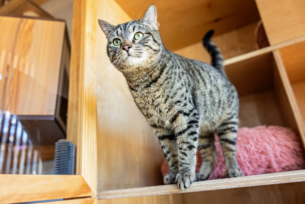 Short hair tabby looking for a home, highlighting the cafe's diverse residents.