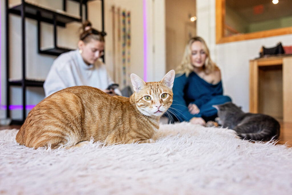 Guests socializing foster cats at Espurresso Cat Cafe.