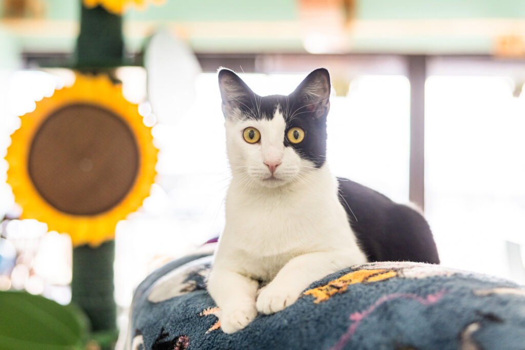 Professional pet photography by Tammy Karin of Little Leapling Photography