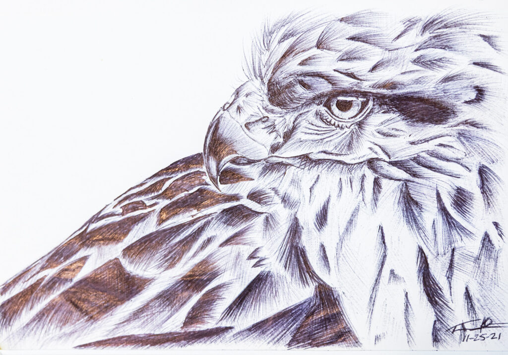 Hawk ink drawing by Tammy Karin