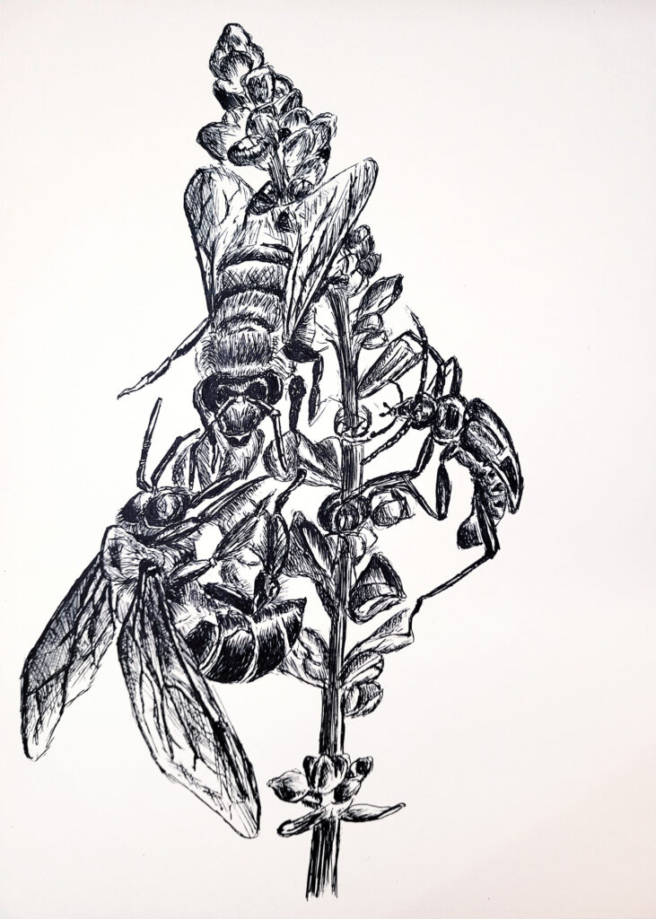 Insect ink drawing by Tammy Karin