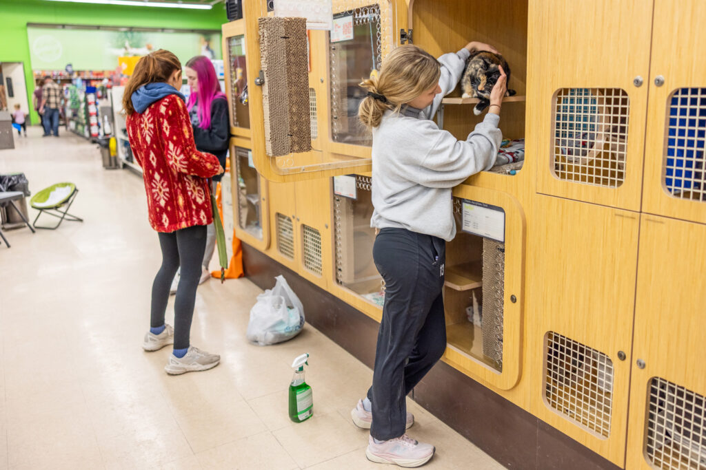 Volunteers working with cats during adoption event